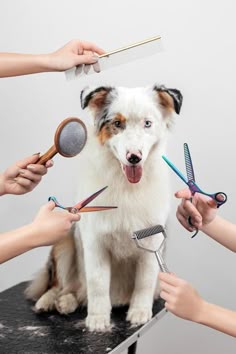 PET GROOMING $ CARE-  Keep pets clean & healthy