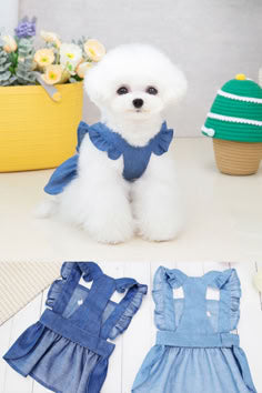 PET CLOTHING $ ACCESSORIES- Stylish & Comfortable