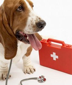 PET HEALTH & SAFETY- Wellness & Protection