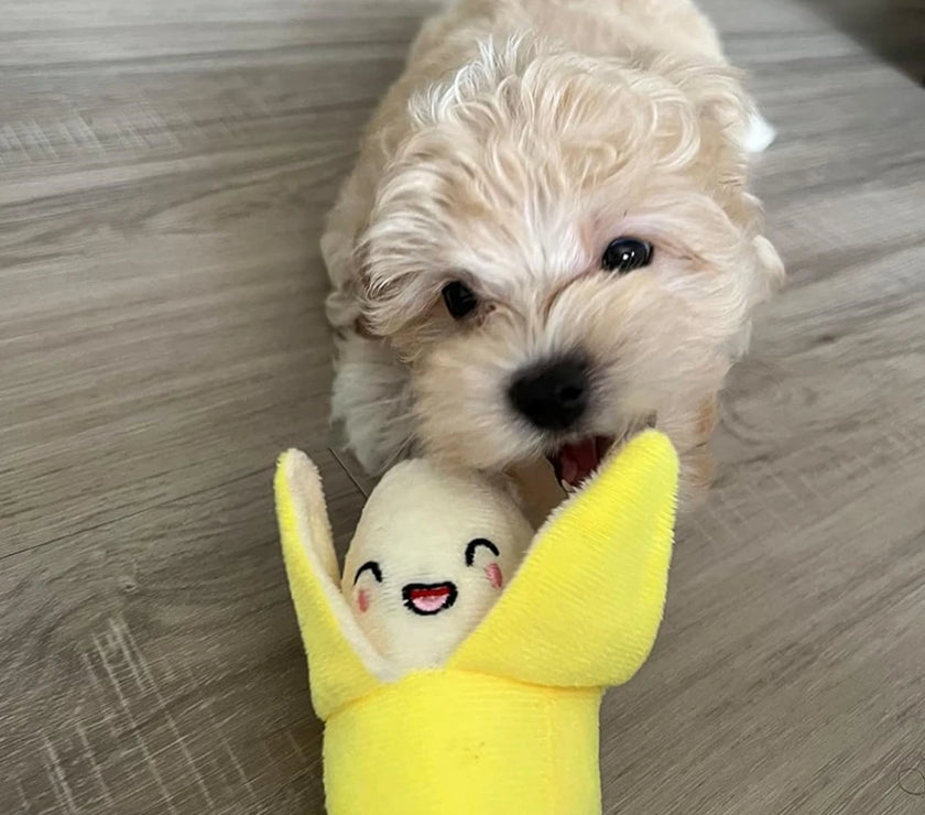 A 7-piece set of puppy sound toys, loose plush pet chewing, plush fruit snacks and vegetable puppy toys, suitable for cute playm
