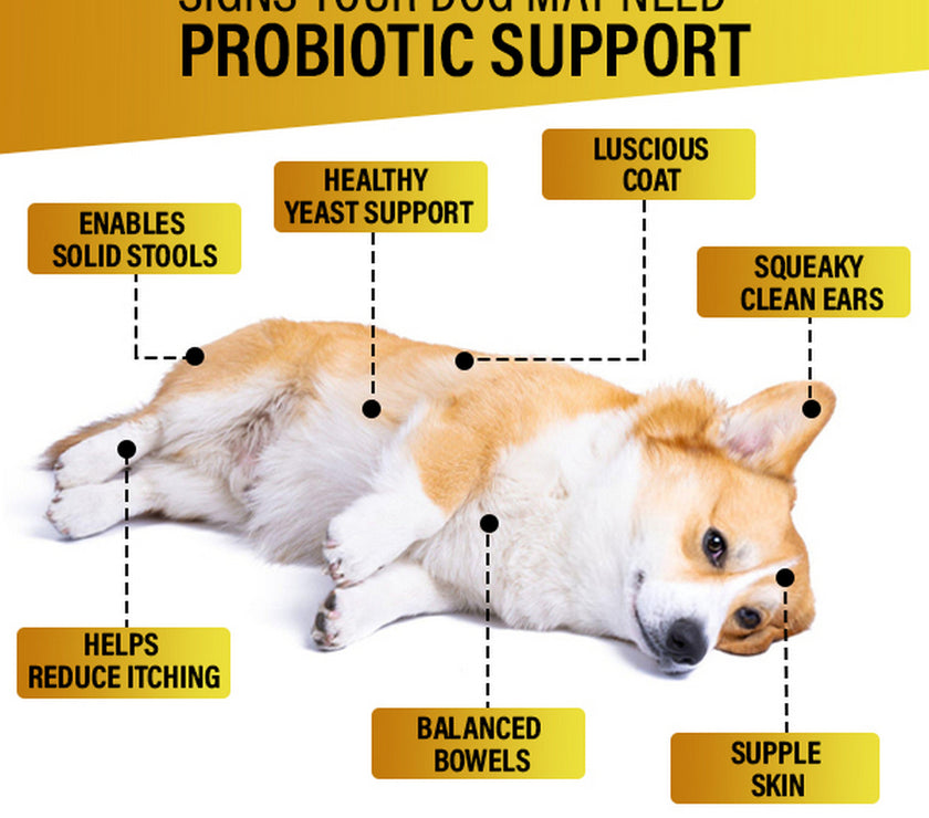 Dog Vitamins (Probiotics )