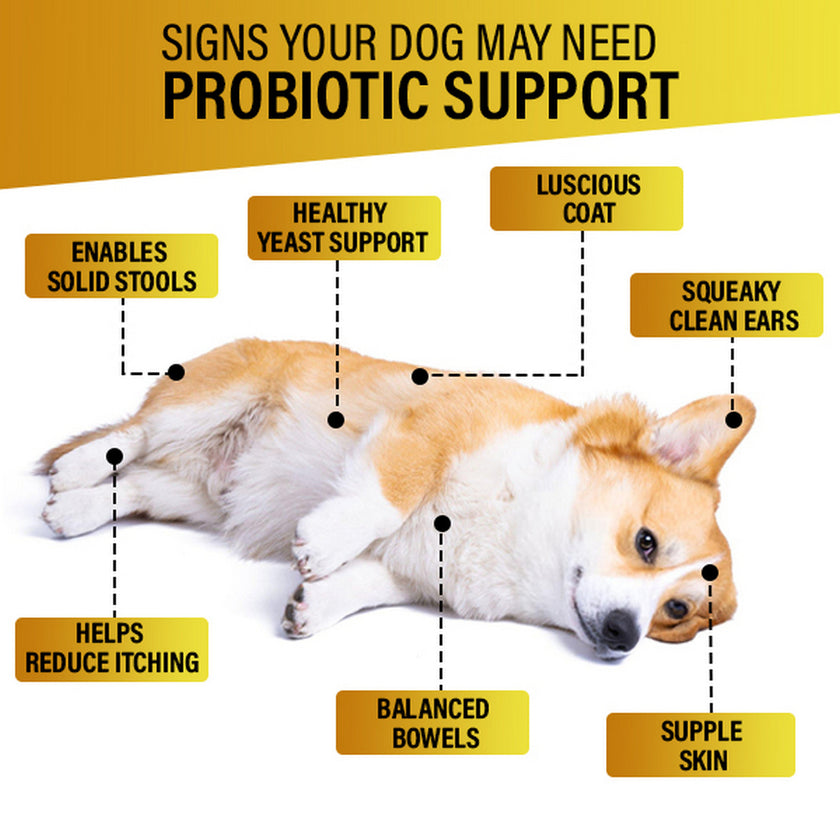 Dog Vitamins (Probiotics )