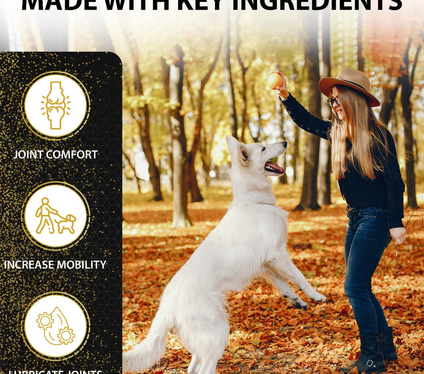 WagTales | Hip and Joint Health | Dog Joint Supplement Health